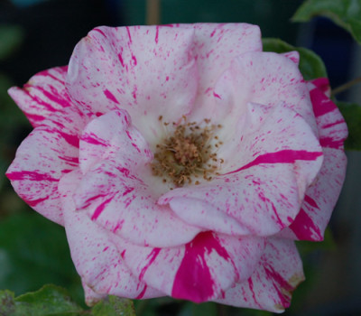 MAColorad_00101__53547.jpg