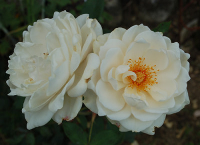Organdie__0010__53610.jpg