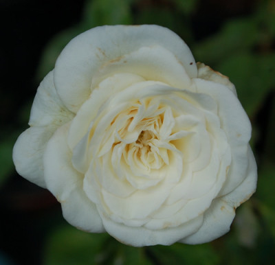 Marie_Accarie__0010__53586.jpg