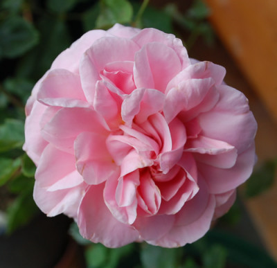 Cacilia_Scharsach_0010__53584.jpg