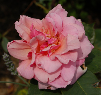 Fritz_Maydt__0010__53633.jpg