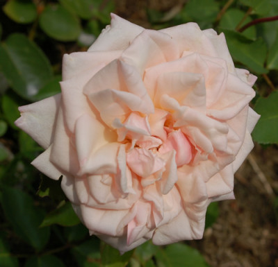 Baronne_Henriette_de_Snoy_0010__53629.jpg