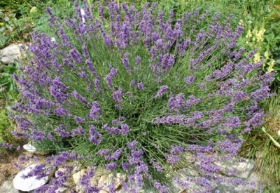Lavandula_angustifolia_Hidcote_Blue_0010__53568.jpg