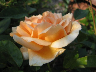 IMG_5668_Small.JPG