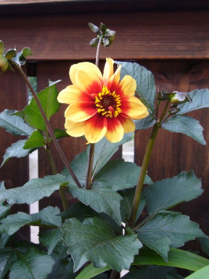 Dahlia_Sunshine_600x600_80KB.jpg