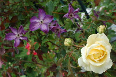 Clematis_Venosa_Violacea__Duchesse_dAuerstadt_0010__53737.jpg