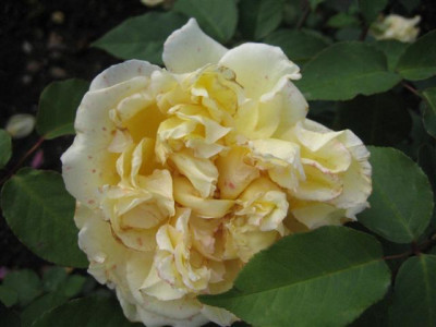IMG_3624_Small.JPG