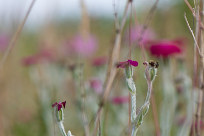 Lychnis-coronaria-Jul0309.jpg