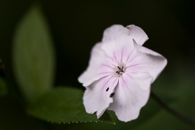 Lychnis-coronaria-rosa-Auge-Jul0409.jpg