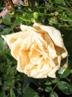 IMG_5685_Small.JPG