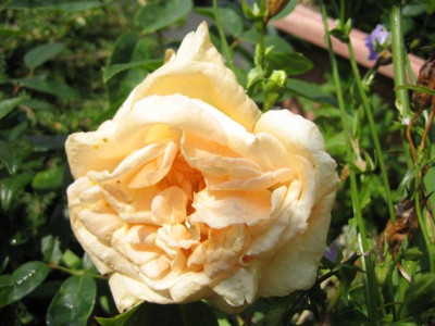 IMG_5686_Small.JPG