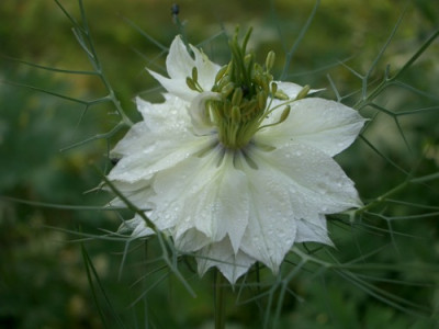 IMGP7866.JPG