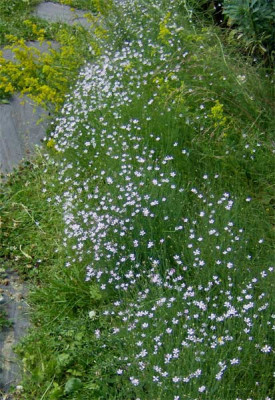 Petrorhagia-saxifraga.jpg