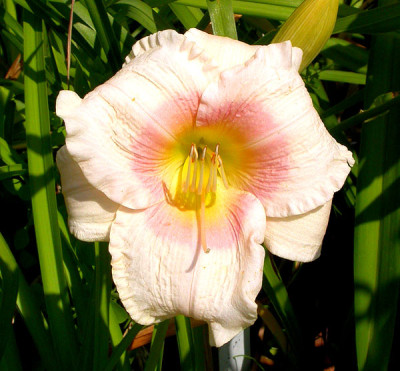 Susannes_Liebling_4.7.09.jpg
