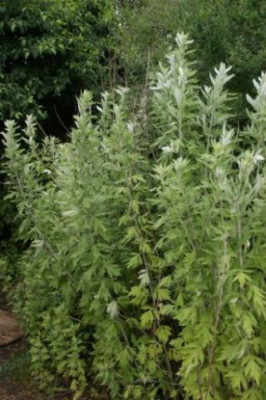 artemisia_aff._vulgaris_sib..jpg