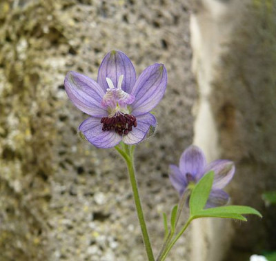 Delphinium_staphisagria_fars_2009.jpg