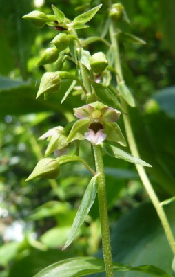 Epipactis_fars_2009.jpg