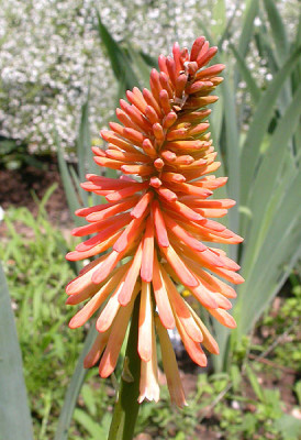 Safranvogel_Blute_4.7.09.jpg