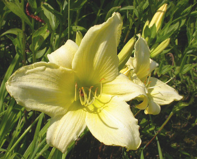 Unbekannte_Weigelbe_4.7.09.jpg