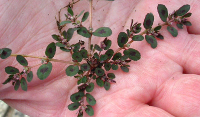 Knoterich_Oberseite_4.7.09.jpg