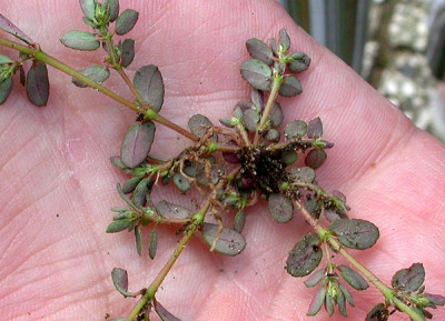 Knoterich_Unterseite_4.7.09.jpg