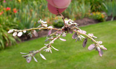 Knoterich__Pfahlwurzel_4.7.09.jpg