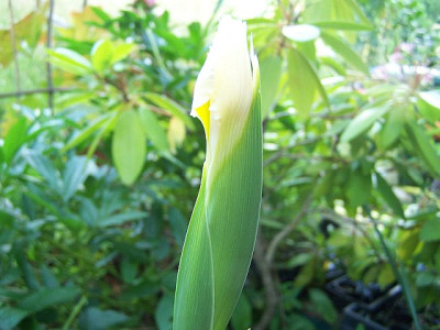 100_2141_Knospe_von_unbek._Iris__640.jpg
