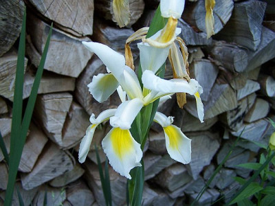 100_2142_Blute_der_unbek._Iris___640.jpg