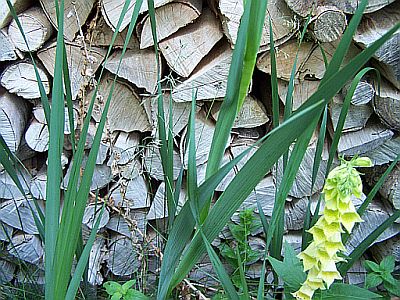 100_2143_Blatt_der_unbek._Iris____400.jpg