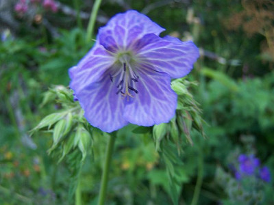 100_2144_Geranium_pratense___640.jpg