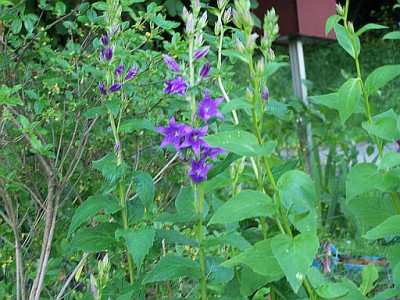 100_2150_Campanula_latifolia____500.jpg