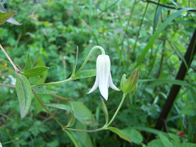 100_2151_Clematis_sp.____640.jpg