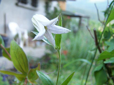 100_2152_Clematis_sp._Blute____640.jpg
