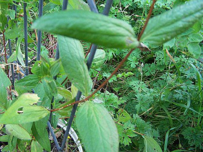 100_2154_Clematis_sp._Blatt_____500.jpg
