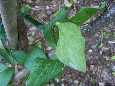 100_2156_Clematis_integrifolia_rosea_Blatt____640.jpg