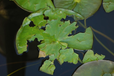 Nymphea_Hagel_04-07-2009.jpg