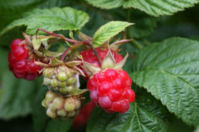 Himbeeren-1.jpg