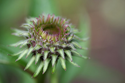 Echinacea_1_a.jpg