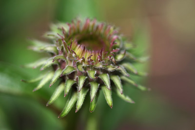 Echinacea_1_b.jpg
