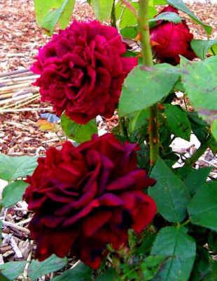 Riccordo_di_Fernando_Scarlatti_3_Kopie.jpg