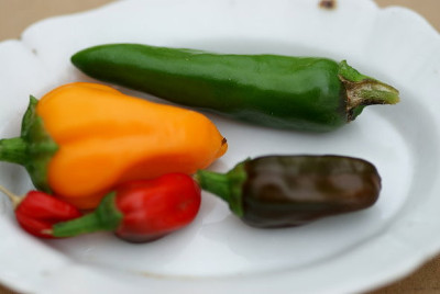 chilis09.jpg
