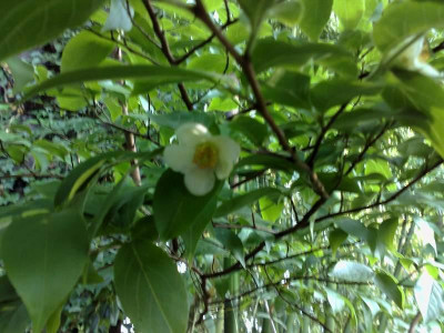 Kopie_von_04072009Stuartia_sinensis_02.jpg