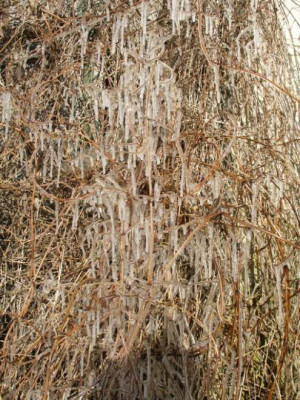 neue_clematis_totale.jpg