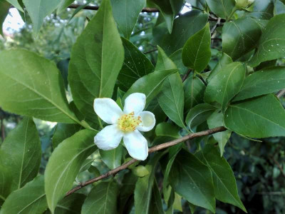 Kopie_von_04072009Stuartia_sinensis_01.jpg