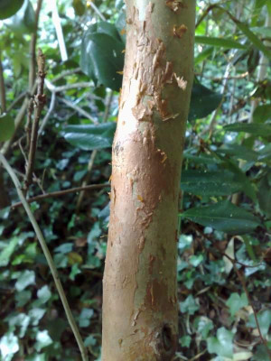Kopie_von_04072009Stuartia_sinensis_03.jpg