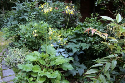 Primula_florindaeIMG_3933jpg.jpg