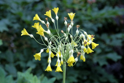 Primula_florindaeIMG_3934jpg.jpg