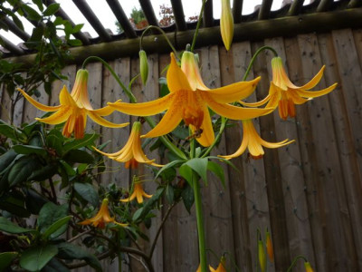 Fruhling_09_360.jpg