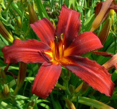 rote_Hem_090705.jpg