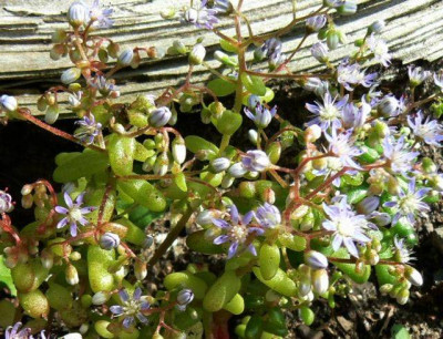 Sedum_caeruleum_a.jpg